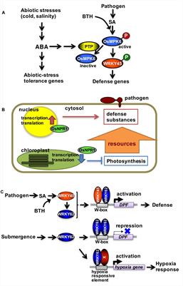 Regulating Tradeoffs to Improve Rice Production